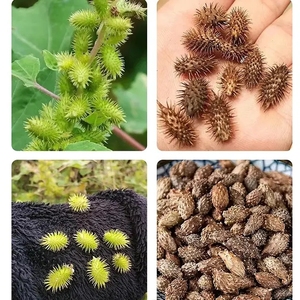 Aceite de Sinusitis de fórmula herbal china OEM, sin efectos secundarios para adultos, uso de la piel corporal, alivia la congestión <span class=keywords><strong>nasal</strong></span>, secreción <span class=keywords><strong>nasal</strong></span>, rinitis - Product Image 4