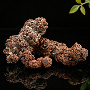 Coprolita Natural en Bruto, Heces de Dinosaurio Fossilizadas, Minerales Crudos, Piedra Mascota de la Tierra - Product Image 3