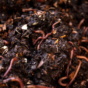 Fertilizante Orgánico de Compost de Vermicompost de Proveedores Indios de Agricultura Orgánica 2025 - Alta Calidad, Calidad de Exportación, Excelente Precio - Product Image 1