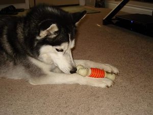 Nuovo commercio all'ingrosso di cane giocattoli da masticare TPR formazione morso resistenza denti bastone molare forma di osso materiale plastico corda cane gioco gatti - Product Image 6