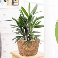 Panier à plantes en jonc de mer, élégants paniers à plantes pour plantes d'intérieur et d'extérieur, parfaits pour couvrir les pots de fleurs et décorer la pièce