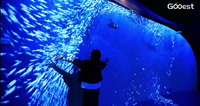 Projection interactive immersive 3D Capteur mural interactif 360 Projection murale de cartographie Projecteur immersif Aquarium
