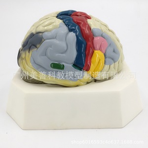 Modèle de lobulation cérébrale, modèle d'artère cérébrale, modèle d'anatomie du cerveau, modèle de région fonctionnelle du cerveau, modèle de cerveau en couleur - Product Image 1
