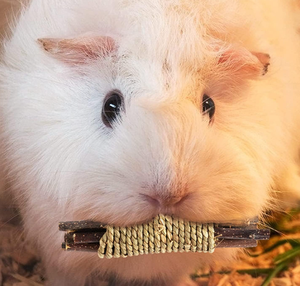 Jouets à mâcher interactifs modernes en bois pour animaux de compagnie, bâtonnets à mâcher en forme de pomme en emballage carton pour lapins, chinchillas, rats, lapins d'Inde et cochons d'Inde - Product Image 3