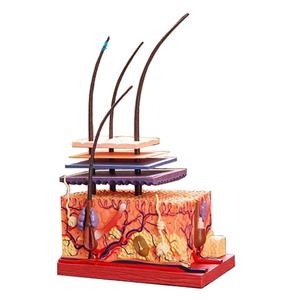 बच्चों के शैक्षिक मानव शरीर रचना विज्ञान शिक्षण ब्यूटी सैलून प्रदर्शन के लिए 19 भागों के साथ बड़े मानव त्वचा शरीर रचना मॉडल - Product Image 3