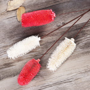 Nouvelle Arrivée Flora d'Été Fleurs Séchées Naturelles Blanches Dipsacus Sativus Fournisseurs de Fleurs pour <span class=keywords><strong>la</strong></span> Décoration Intérieure - Product Image 5