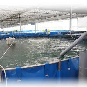 Ras Visteelt Recirculeren Aquacultuur Systeem Garnalen Boerderij In Vietnam