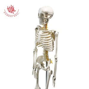 <span class=keywords><strong>Esqueleto</strong></span> humano médico, modelo de <span class=keywords><strong>esqueleto</strong></span> de 85 cm, nervios espinales, raíz de la arteria cervical roja y <span class=keywords><strong>el</strong></span> nervio espinal amarillo - Product Image 5