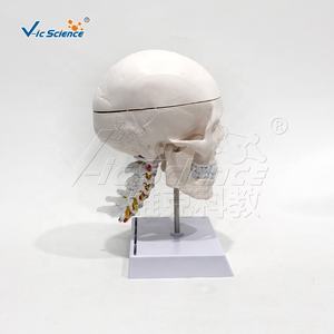 Modelo de Esqueleto de Cabeza Anatómico, Ciencia Médica, Tamaño Real, Cráneo de Plástico Blanco Puro con Columna Cervical y Modelo de Cerebro - Product Image 2