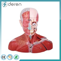 Modèle anatomique avancé de dissection du corps humain en 3D, structures détaillées, matériau PVC, pour l'enseignement des sciences médicales et l'utilisation éducative