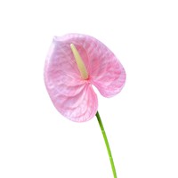 Offre Spéciale – Fleur d'Anthurium Artificielle Effet Naturel, Bourgogne, Verte, Rose, Tige en Latex 60cm pour Arrangements Floraux de Mariage et Décoration Intérieure