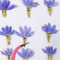 Fleur de gentiane séchée pressée, fleur naturelle réelle pour artisanat fait main, décoration en résine époxy