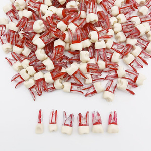 Nhà máy đặc biệt: mô hình răng tủy răng cho thực hành nội nha-lý tưởng cho sinh viên nha khoa - Product Image 4