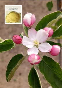 स्रोत कारखाने की आपूर्ति प्रीमियम सेब पराग 100% शुद्ध प्राकृतिक और उच्च गुणवत्ता वाले प्रदूषण - Product Image 6