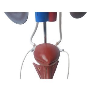 Modelo Anatómico del Sistema Reproductor Masculino en 3D de PVC para la Enseñanza de Ciencias Médicas, que Muestra Riñón, Vejiga, Pene y Testículos - Product Image 4