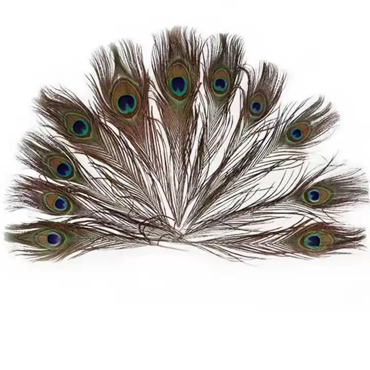 Peacock Feathers for Sale