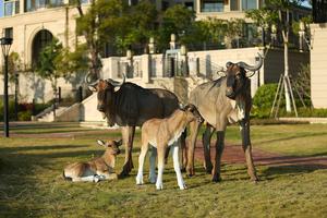 Estatua de caballo Artificial de tamaño real, estatua hecha a mano de fibra de vidrio, Animal realista para decoración de parque - Product Image 4