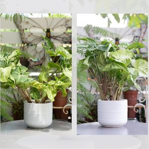<span class=keywords><strong>Support</strong></span> pour tiges de plantes - <span class=keywords><strong>Support</strong></span> en acier durable pour plantes grimpantes Monstera, design moderne et léger, pour l'intérieur et l'extérieur du jardin - Product Image 6