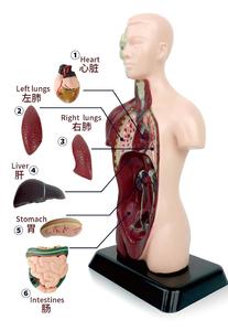 Modello Anatomico di Torso Umano a Mezzo Busto, Modello del Sistema Respiratorio per l'Insegnamento Medico - Product Image 4