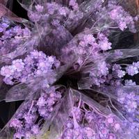 Großhandel für natürliche Blumen: Konservierte Xiangsi-Pflaume, natürliche Akazien-Gänseblümchen für Heim- und Hochzeitsdekoration