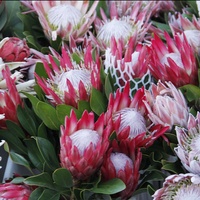 Neu eingetroffen: Frisch geschnittene natürliche Lilienblätter und Dekorationsblumen