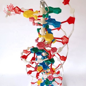 Genetik studie High School 60cm Duplex-DNA-Modell - Product Image 3