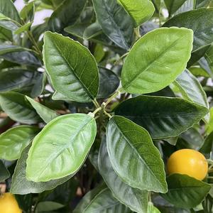 Piccolo Bonsai Artificiale di Limone, Pianta Verde Simulata in Vaso per Decorazione di Soggiorno o Ufficio - Product Image 6