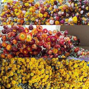 Ramo de Flores Secas Naturales para Boda, 20 Flores Secas Conservadas para <span class=keywords><strong>Funeral</strong></span> Memorial, Suministros Funerarios de Calidad Premium - Product Image 5