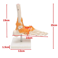 Modèle d'anatomie de l'articulation du genou grandeur nature avec ligaments, en PVC, pour la formation des infirmières et l'enseignement de démonstration