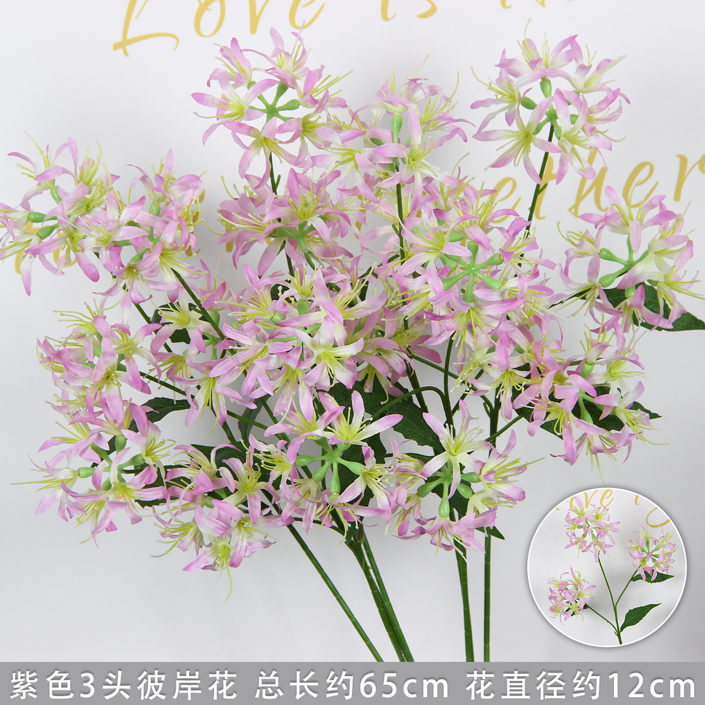 Purple three-headed spider lily branch