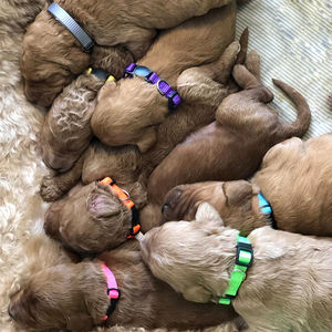 Ayarlanabilir ayrılıkçı evcil kedi Perros katı yaka kimlik yaka naylon yumuşak tanımlama renkli Kitty yavru köpek kolye - Product Image 6