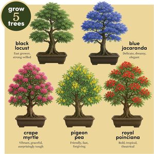 Planter's Choice Kit de démarrage d'arbre à bonsaï d'intérieur unique Source d'alimentation manuelle pour adultes bricolage artisanat passe-temps cadeau pour les amateurs de jardinage - Product Image 3