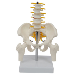 Modelo <span class=keywords><strong>de</strong></span> Anatomía Lumbar <span class=keywords><strong>de</strong></span> PVC <span class=keywords><strong>de</strong></span> Escala Media Profesional DARHMMY - Incluye Pelvis, Huesos <span class=keywords><strong>de</strong></span> <span class=keywords><strong>Pierna</strong></span> y Vías Nerviosas - Product Image 1