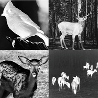 Muestra Gratuita de Binoculares Térmicos de Visión Nocturna, Nuevos, Infrarrojos, Digitales, para Uso Diurno/Nocturno, Impermeables, 22XD, Negro Plateado, con Video y Foto