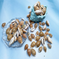 Vente en gros de coquillages naturels en vrac Miliaris cauri coquillages pour cadeau décoration de la maison