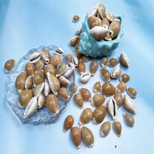 Vente en gros de coquillages naturels en vrac Miliaris cauri coquillages pour cadeau décoration de la maison - Product Image 3