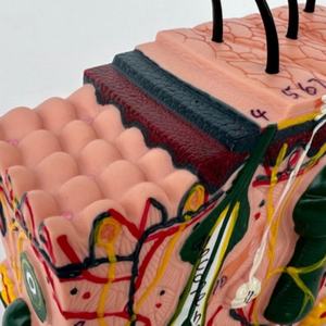 Modèle anatomique de structure du tissu cutané humain à l'échelle 30x, modèle médical esthétique en plastique tridimensionnel pour la perte de cheveux - Product Image 6