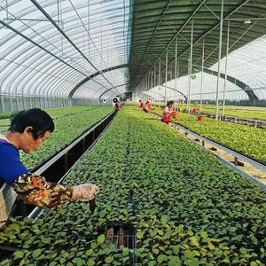 Lit mobile de culture de légumes <span class=keywords><strong>sur</strong></span> roulettes avec <span class=keywords><strong>pieds</strong></span> réglables pour l'agriculture de contour - Product Image 5