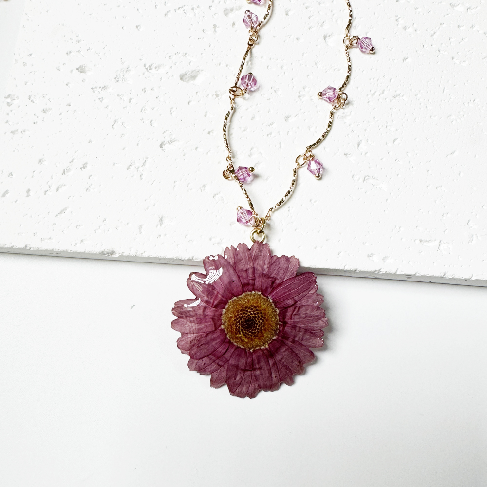 purple Marguerite daisy