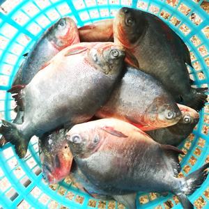 Envío Rápido, Pescado Pomfret Rojo Entero Congelado, <span class=keywords><strong>Pacu</strong></span> Rojo, Tamaño 300-500g, 500-800g, 800g+, para África, con Precio Competitivo - Product Image 2