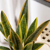 Feuilles de plantes vertes style Ins, feuilles réalistes au toucher, bouquets de feuilles d'orchidée en PVC pour la décoration de la maison et de mariage