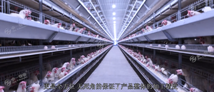 Nuove Gabbie a Batteria Automatiche Tipo H Zhuo Yi per Galline Ovaiole ad Alta Produttività - Ottimo Prezzo - Product Image 3