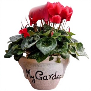 <span class=keywords><strong>Cyclamen</strong></span> en pot : jeunes plants à fleurs abondantes toute l'année, faciles à cultiver, grandes fleurs pour balcons et espaces intérieurs, décoration florale du Nouvel An, effet papillon - Product Image 1