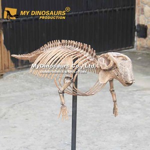 MY DINO AS-049 Squelette d'oiseau <span class=keywords><strong>Dodo</strong></span> Animal préhistorique éducatif - Product Image 6