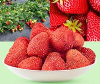Buah stroberi kering beku Premium bentuk utuh stroberi FD harga murah