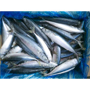La mejor caballa de mar congelada en venta, pescado de caballa congelado en venta, pescado de caballa del Pacífico congelado - Product Image 1