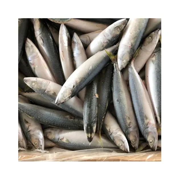 Pescado congelado del Pacífico, caballa a granel, pescado en lata de Jack, caballa para Ghana, gran oferta