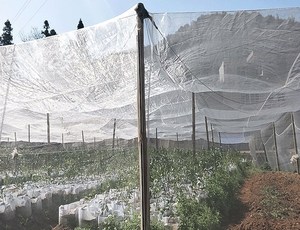 Lưới Chống Côn Trùng Bảo Vệ Cà Chua Lưới Chống Côn Trùng Hạt Tiêu Lưới Chống Côn Trùng Nông Nghiệp Cho Nông Nghiệp Rau - Product Image 3