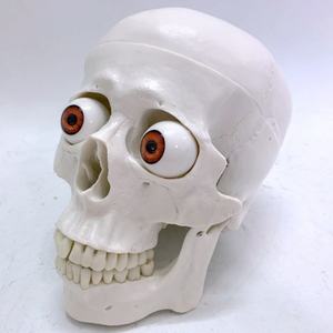 Crâne humain de haute qualité avec tête et globe oculaire - Product Image 6