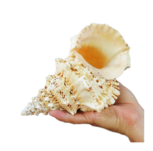 Offre Spéciale : Coquillage Naturel Poli Seastar Real Crafts pour Décoration Intérieure, Effet Naturel et Type Coquillage à Visser - Product Image 1